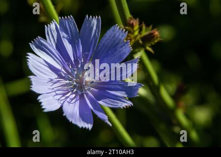 Blue Chicory flowers, close up. Violet Cichorium intybus blossoms, called as sailor, chicory, coffee weed, or succory is a somewhat woody, herbaceous Stock Photo