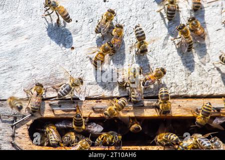 A lot of bees returning to bee hive and entering beehive with collected floral nectar and flower pollen. Swarm of bees collecting nectar from flowers. Stock Photo