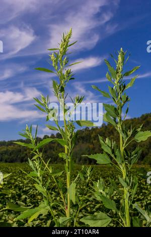 Lambs quarter flowers Lamb's quarter Chenopodium album is a roadside weed, but the young leaves are edible. Stock Photo