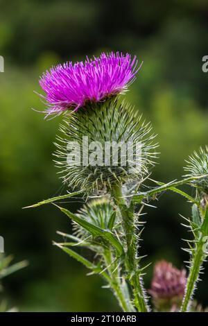 Blessed milk thistle pink flowers, close up. Silybum marianum herbal remedy plant. Saint Mary's Thistle pink blossoms. Marian Scotch thistle pink bloo Stock Photo