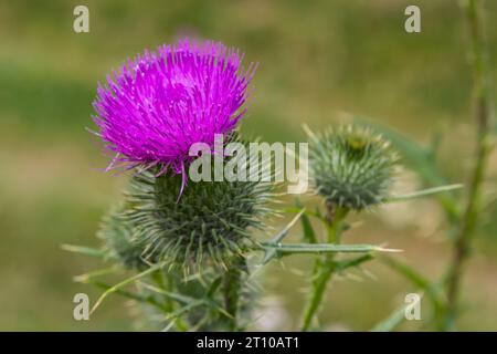 Blessed milk thistle flowers in field, close up. Silybum marianum herbal remedy, Saint Mary's Thistle, Marian Scotch thistle, Mary Thistle, Cardus mar Stock Photo