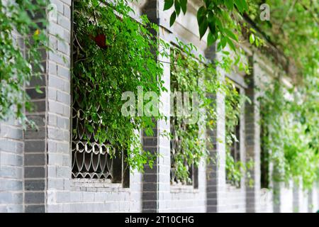 Fence in traditional Chinese architectural style, photo of plant branches sticking out from the window of the fence Stock Photo