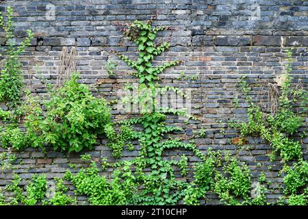 Photo of wild plants growing on a brick wall Stock Photo