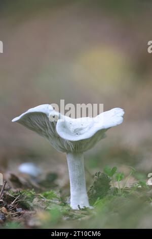 A beautiful green anise funnel mushroom among the autumn leaves. Stock Photo