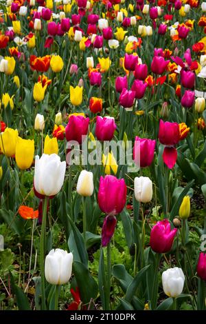 Tulips, Botanical Gardens, Wellington, North Island, New Zealand Stock Photo
