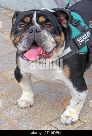 Friendly small bulldog dog, in Warrington Town Centre, Cheshire, England, UK, WA1 2HN Stock Photo