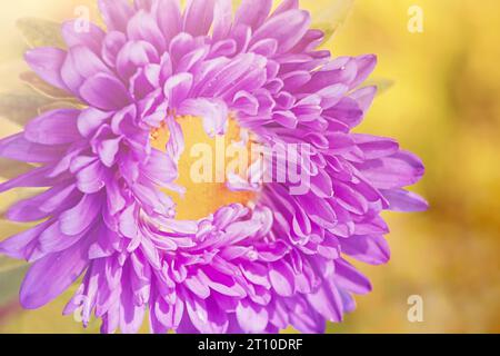 The aster flower is purple with yellow. A flower with water drops on the petals, macro photo. Stock Photo