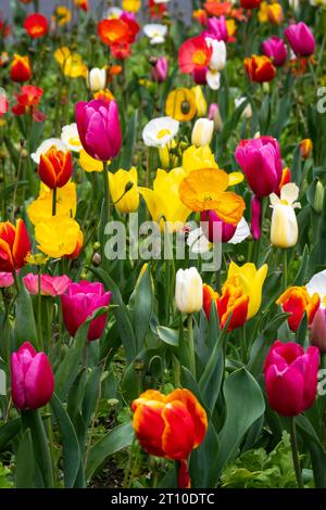 Tulips, Botanical Gardens, Wellington, North Island, New Zealand Stock Photo