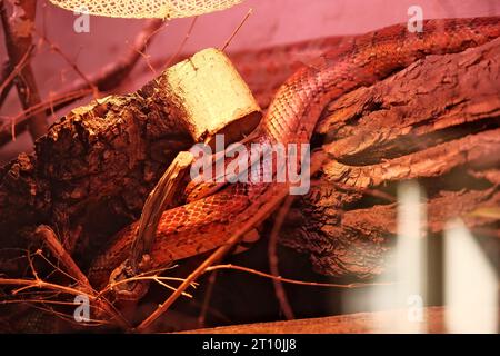 red python python, python snake, python python, python, python snake, snake, snake Stock Photo