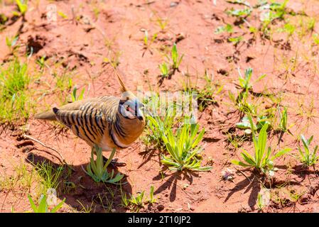 The North-Western Spinifex Pigeon or Plumed-Pigeon or Gannaway Pigeon (Geophaps plumifera), near Alice Springs, Northern Territory, Australia Stock Photo