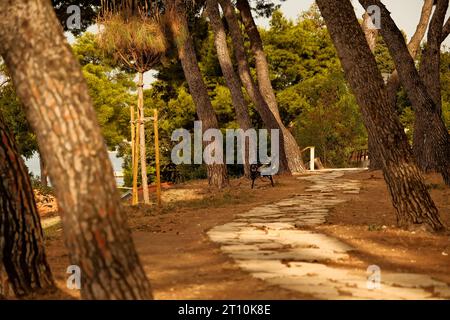 Rear view of a dog running on a path in the park Stock Photo