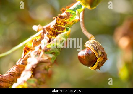 A single cooker, still partially in its protective shell hanging from a branch of a horse chestnut tree, Aesculus hippocastanum during Autumn. Stock Photo