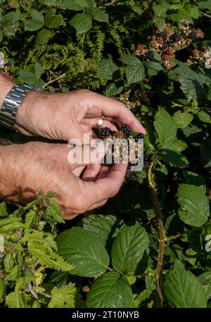 Close up of man person picking wild blackberries brambles growing in a hedgerow in autumn England UK United Kingdom GB Great Britain Stock Photo