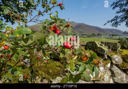 Close up of red rose hips rosehips of wild rose Rosa canina growing in a hedgerow in autumn England UK United Kingdom GB Great Britain Stock Photo