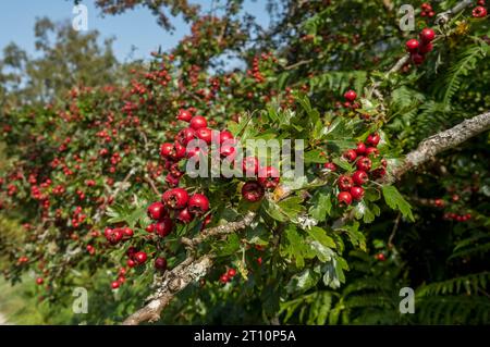 Close up of red hawthorn berries (Crataegus monogyna) growing in a hedgerow in autumn England UK United Kingdom GB Great Britain Stock Photo