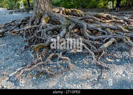 Exposed eroded roots of fir tree on the shore line of Derwentwater Cumbria England UK United Kingdom GB Great Britain Stock Photo