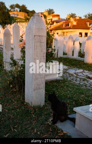 Emotional sunset at a Bosnian soldier's grave, serenely adorned by a black cat. A poignant moment of remembrance and companionship under the sun. Stock Photo