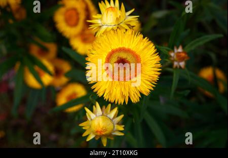 Closeup of the golden yellow flowers of the annual garden plant helichrysum bracteatum, Xerochrysum bracteatum, Bracteantha bracteata. Stock Photo
