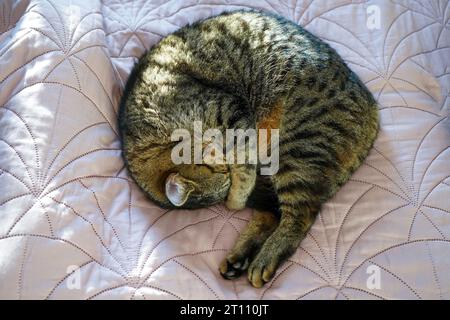 The cat sleeps curled up on the bed. Domestic tabby cat of the European breed, brown in color. The animal covers its nose Stock Photo