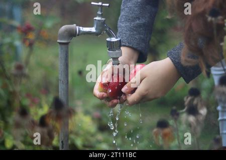 Hands of young woman washing two red apples under the water jet flowing from the tap in garden.Gardening. Garden flowers and plants on the background. Stock Photo