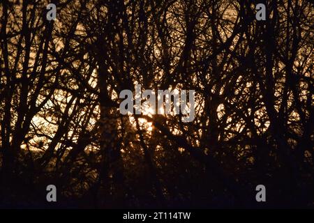 sun behind branches Stock Photo