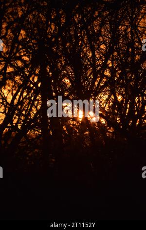 sun behind branches Stock Photo