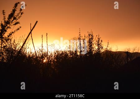 sun behind branches Stock Photo