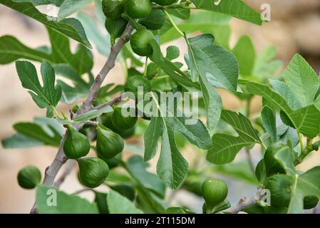 Fig growing on tree in the sunset closeup Stock Photo