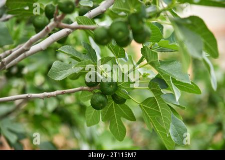 Fig growing on tree in the sunset closeup Stock Photo