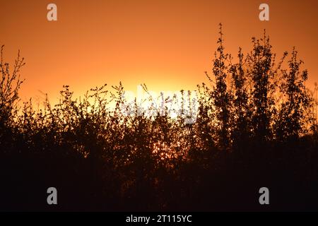 sun behind branches Stock Photo