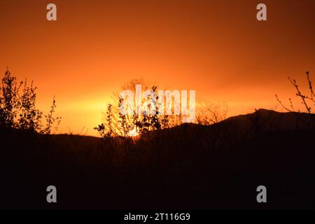 sun behind branches Stock Photo
