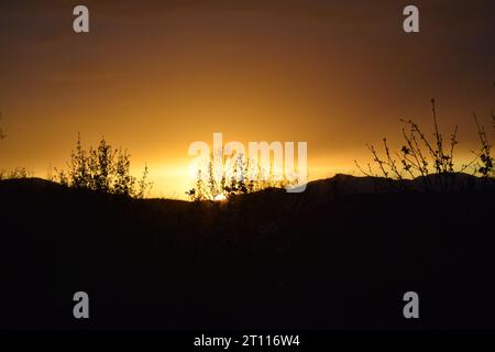 sun behind branches Stock Photo