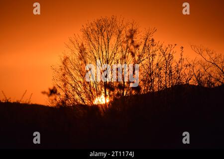 sun behind branches Stock Photo