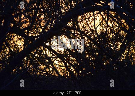 sun behind branches Stock Photo