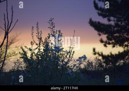 sun behind branches Stock Photo