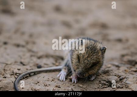 Little wood harvest mouse sleeps on the ground in wildlife Stock Photo