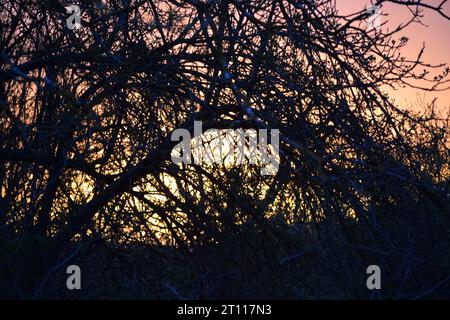 sun behind branches Stock Photo