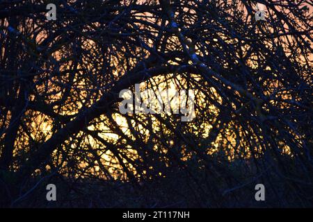 sun behind branches Stock Photo