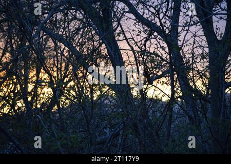 sun behind branches Stock Photo
