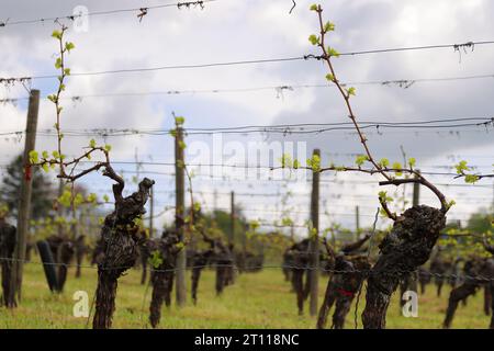 New spring growth on trellised grapevines in an Franconia vineyar First spring leaves on a trellised vine growing in vineyard,d. Stock Photo