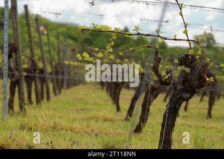 New spring growth on trellised grapevines in an Franconia vineyar First spring leaves on a trellised vine growing in vineyard,d. Stock Photo