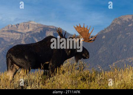 Moose in Teton Natonal Park Wyoming in autumn with the Tetons in the background. Stock Photo