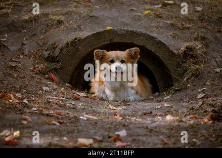 Banner with Adorable Red Welsh Corgi Pembroke Posing in an autumnal ground against tonnel. Red Fluffy Corgi Portrait. Stock Photo
