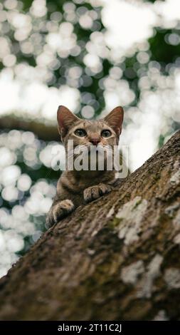 Cat sitting on a tree Stock Photo