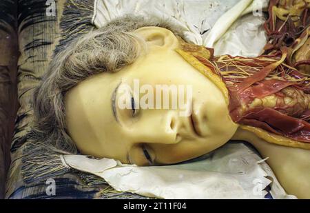 The museum known as La Specola, in Florence, founded in 1775, contains highly accurate wax anatomical models of dissected bodies for teaching medicine Stock Photo