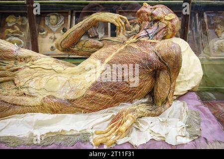 The museum known as La Specola, in Florence, founded in 1775, contains highly accurate wax anatomical models of dissected bodies for teaching medicine Stock Photo