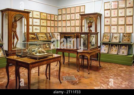 The museum known as La Specola, in Florence, founded in 1775, contains highly accurate wax anatomical models of dissected bodies for teaching medicine Stock Photo