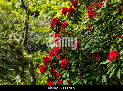 Red rhododendron flowers on bush in woodland, Scotland, UK Stock Photo