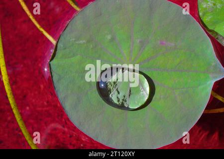 Water drop on lotus leaf Stock Photo