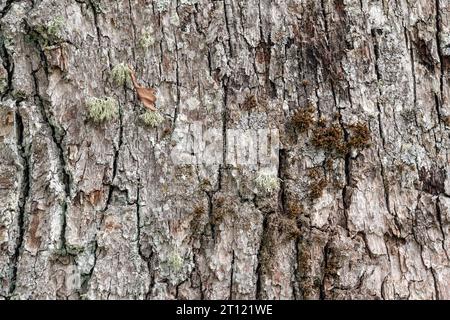Bark of an old perennial oak covered with lichen, for use as an abstract background and texture. Stock Photo